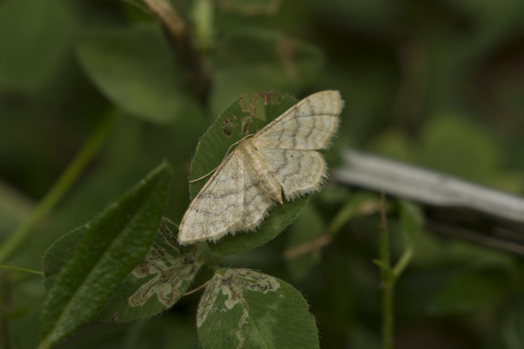 Geometridae da ID